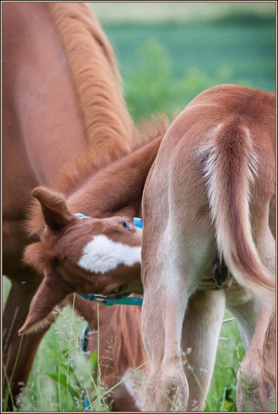 Asbach Fohlenshow 2014 065
